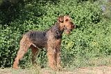 AIREDALE TERRIER 004